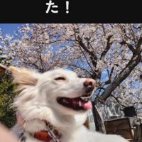 今はお散歩練習中だよ