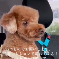 トリミングサロンへ…