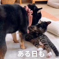 毛繕いをする犬