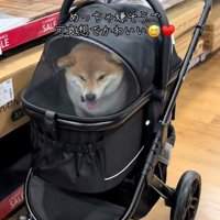 狭そうなりんちゃん