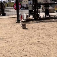 見つけた犬