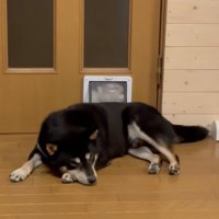 顔を押し付ける猫