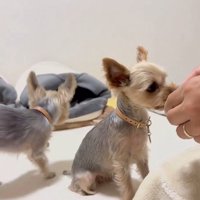 ひとりで食べる派のロディーくん