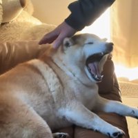 あくびするるるちゃん