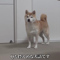 実家の「Qちゃん」