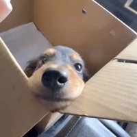 箱から顔を出す犬