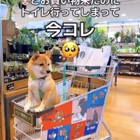 カートの中の柴犬