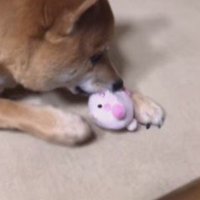 丁寧に扱う朔くんでした