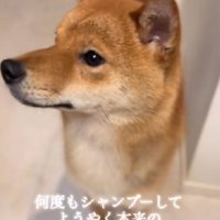 本来の美しい毛並みに