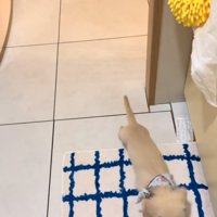 飼い主さんを見つけた子犬