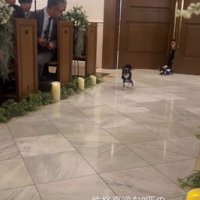 走る犬1