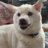 怒っているときのゆき丸ちゃん