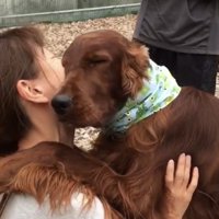 目を細める犬