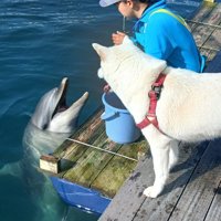 イルカさんとも仲良し