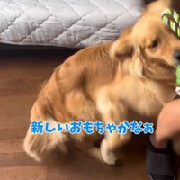 おもちゃを咥えて男性のそばに駆け寄る犬