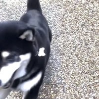 飛びつく犬2