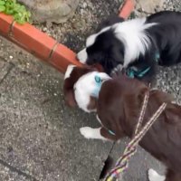 ルナちゃん＆リッカちゃんのお散歩