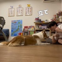 犬に「立て」と言う飼い主
