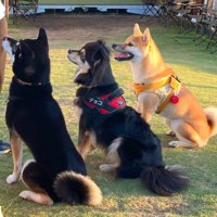 柴犬さんと同じくらい