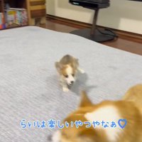 カーペットの上を走り回る成犬と子犬