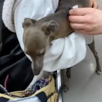 病院にきたティナちゃん