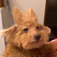 本当にトイプードル？