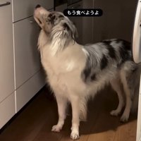 台所を見つめる犬2