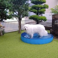 飼い主さんを見るミントくん