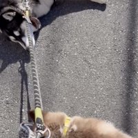 ナイスアシスト！