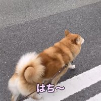 前を向いて歩く犬