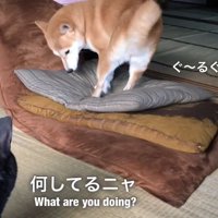 寝る前にぐるぐる回るももちゃん