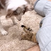 穴から飛び出したたまちゃん