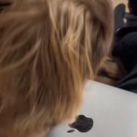 Appleマークを見つめる犬