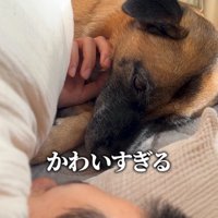 ベッドの中でウトウトする犬