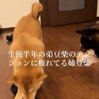 弟犬とテンションの差が…