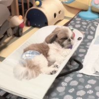 バウンサーでくつろぐバズくん
