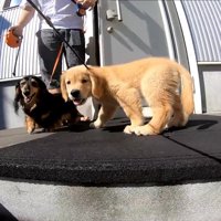 階段の前で尻込み