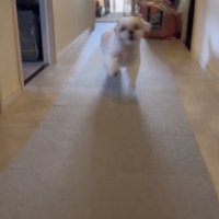 尻尾ブンブンッ