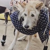 おばあちゃんワンコを車椅子に乗せたら5