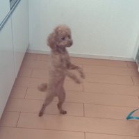 二本脚で向きを変える犬
