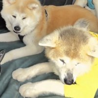 並んで伏せる犬たち