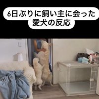 むう君＆める君と飼い主さんの再会3