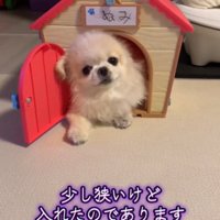 家から顔を出す犬