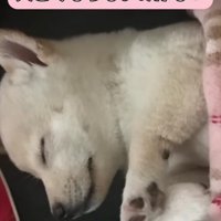 本当に大きくなるのかな？