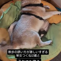 クッションに横になるお姉ちゃん犬