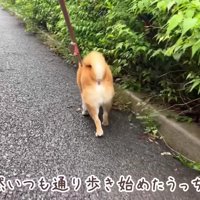 動物病院に連れて行くことに
