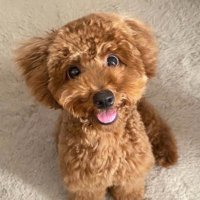 まるで別犬みたい！！