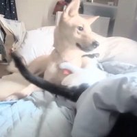 お腹を見せるパンダちゃん