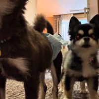 ドアの前に集まる犬たち