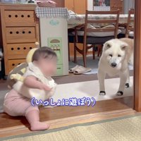 赤ちゃんが手を差し伸べた